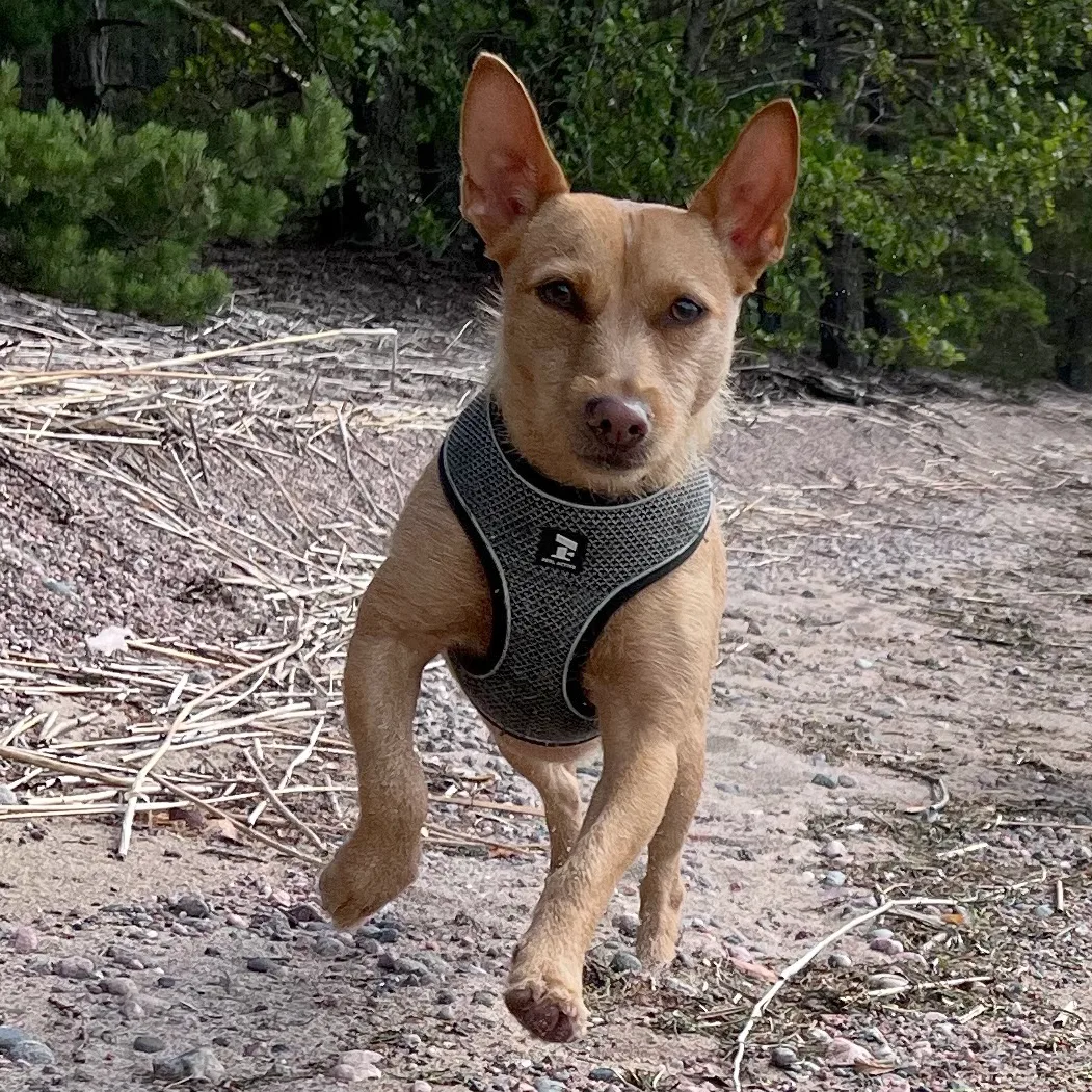 Pepe Pepe podenco